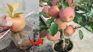 Crazy Skills growing Apple tree from Apple fruit in water 100 success [upl. by Kiley]