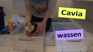 Hoe moet je een cavia wassen [upl. by Llerrej155]