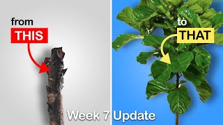 Easy way to get more branches on your Fiddle Leaf Fig or Rubber Tree Week 7 Update [upl. by Fougere]