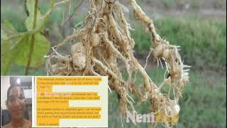 Nematodes A Rootknot disease in plants [upl. by Ilera]