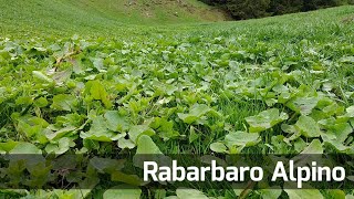 Rabarbaro Alpino  Erbe di montagna commestibili [upl. by Halullat]