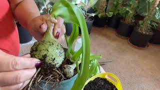 How to Propagate and Harvest Albuca Bracteata or Pregnant Onions Plants [upl. by Yadnus731]