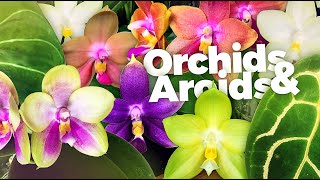 Blooming Orchids from Flask amp Growing Aroids Indoors Philodendron amp Anthurium [upl. by Kaiulani]