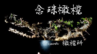 第547弹：科普时间！带你深入了解念珠橄榄Commiphora speyl Somalia的独特之处！ [upl. by Leonelle]