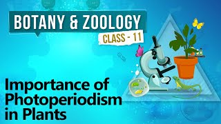 Importance of Photoperiodism in Plants  Plant Growth and Development  Biology Class 11 [upl. by Kin]