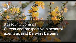 Biosecurity Bonanza Current and prospective biocontrol agents against Darwin’s barberry [upl. by Ilona]