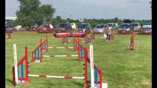 Bichon agility [upl. by Amehr600]