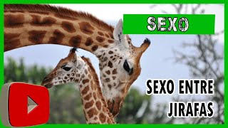 🦒🦒 DESCUBRE la Sexualidad de las Jirafas 🦒🦒 viral jirafas locoviral yotubeviral [upl. by Grenville950]