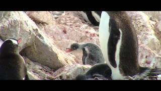 Antarctic Peninsula aboard mv Plancius [upl. by Akirahc22]