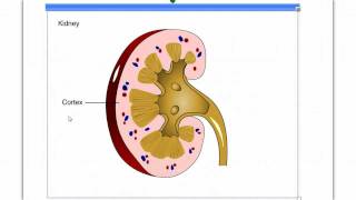 The Nephron [upl. by Rendrag]