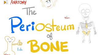 The periosteum of bone 🦴  It’s painsensitive  Anatomy [upl. by Arekat]