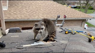 Very Protective Mother Raccoon Runs For Her Baby [upl. by Jarib320]