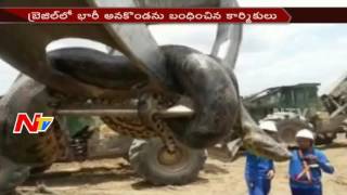 33ft Huge Anaconda Found in Brazil  NTV [upl. by Nilyram]