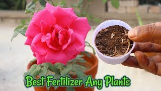 Easy and free fertilizer for any plants  Banana peel fertilizershorts [upl. by Naedan]