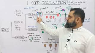 Seed Germination UrduHindi medium profmasoodfuzail Epigeal Germination Hypogeal Germination [upl. by Nonnahsed]