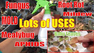 DIY FUNGICIDE amp PESTICIDE  METHO SOLUTION For Mealybug Fungus Mold amp Aphids  GSwLK [upl. by Trimmer65]