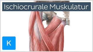 Ischiocrurale Muskulatur  Anatomie des Menschen  Kenhub [upl. by Analim]