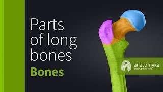 Parts of long bones [upl. by Sorrows]