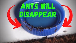 How to Get Rid of Little Black Ants using a DIY Ant Killer Solution Kills Wasps too [upl. by Warford]