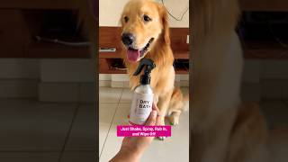 Golden Retriever Care dog goldenretriever petcare doglover trending pets dogmom shampoo [upl. by Aisan]