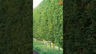 The European Pyramidal Hornbeam delawareohio landscaping landscape [upl. by Beckman]