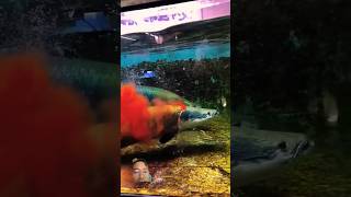 ARAPAIMA FEEDING arapaimafish arapaimagigas arapaima fishfeeding [upl. by Cadmar367]