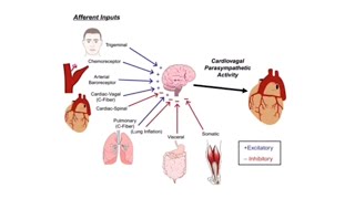 Vascular physiology  ultra crash  DrAmeen [upl. by Patrizius788]