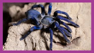 Cobalt Blue Tarantula [upl. by Dagley]