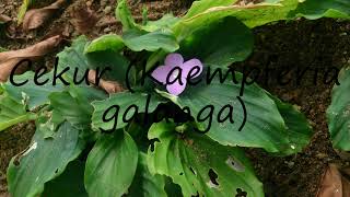 How to say Cekur Kaempferia galanga in English [upl. by Glaab114]