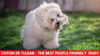 COTON DE TULEAR  THE BEST PEOPLE FRIENDLY DOG [upl. by Oflodor]