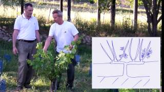 Comment tailler la vigne en cordon de Royat [upl. by Nicholas]