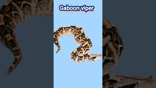 Gaboon viper quotPronunciationquot englishgrammar snake englishaccent foryou vocabulary [upl. by Archibold]