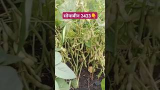 soybean ki js 2433 verayti mo9993682345 soyabean soyabeanbhav agriculture [upl. by Adnarym]