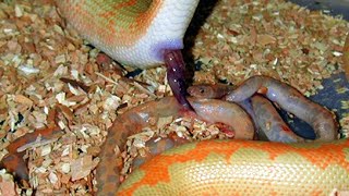 How Kenyan Sand Boa Giving Birth NOT LAYING EGGs [upl. by Anitnoc]