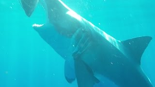 Great White Shark Adventure Isla De Guadalupe 2016 [upl. by Inoue]