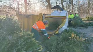 Kerstbomen verwerking in Oostzaan [upl. by Ynnohj]