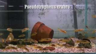 Pseudotropheus crabro [upl. by Brietta]