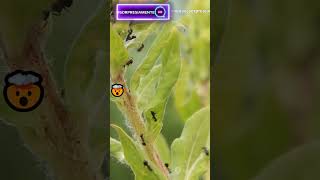 ¡Como Platican las Plantas facebook instagram whatsappstatus whatsapp animals wildlife fun [upl. by Mellette]