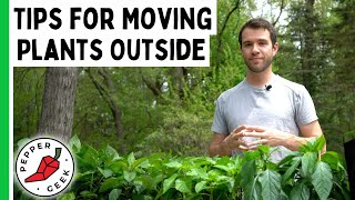 Tips For Moving Pepper Plants Outdoors  Pepper Geek [upl. by Arlynne]