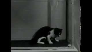 US Army LSD Test on Cat [upl. by Dalenna422]