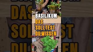 Basilikum und Petersilie  Warum so wichtig  lowcarb realfood fasten [upl. by Novyart95]