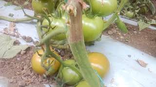 Botrytis en tomate [upl. by Aynatahs]