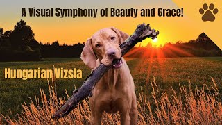 🇭🇺 Hungarian Vizslas Unleashed Exploring the Beauty of these Elegant Dogs from Hungary 🐾💟 [upl. by Loresz]