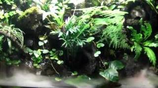 Paludarium [upl. by Trip]