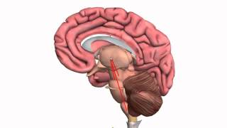 Basic part of Brainpart 13d Anatomy tutorial [upl. by Greta]