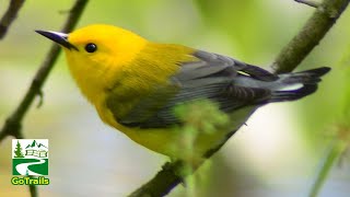 Prothonotary warbler song  call  sound  Bird [upl. by Renado]