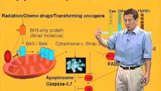 Xiaodong Wang U Texas SouthwesternHHMI Part 3 Extrinsic Pathway of Apoptosis [upl. by Niowtna]