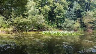 Les 3 Mares  Forêt de Fontainebleau  Parcelle 804  Été [upl. by Ayekat]