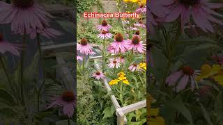 S011Five Herbaceous Perennials For Hot Dry Summers droughttolerantplants [upl. by Ingrim]