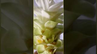 🤗Turmeric flower shortsvideo experiments [upl. by Onitsirc]